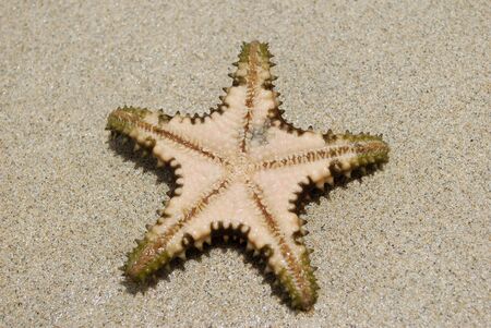 Sea Star Underside の写真素材