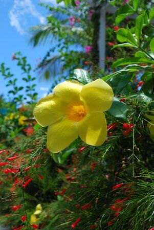 Tropical plants after rain の写真素材
