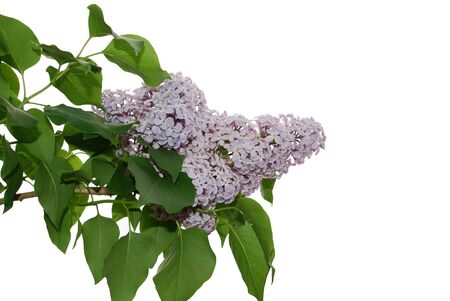 Isolated image of lilac flowers on white backgroundの写真素材
