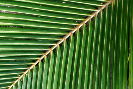 Palm Leaf の写真素材