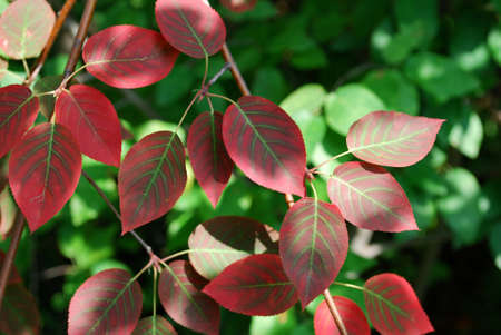 Photo of colorful leaves in a garden, Ontario, Canadaの写真素材