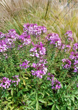 Pink garden flowers in windy day, Ontario, Canadaの写真素材