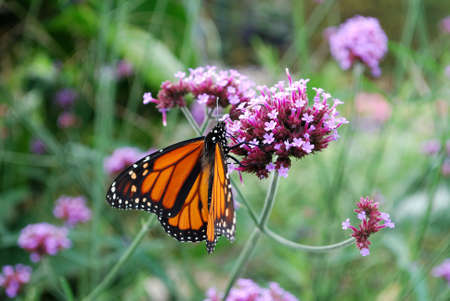 Monarch butterfly on the purple flower, Ontario, Canadaの写真素材