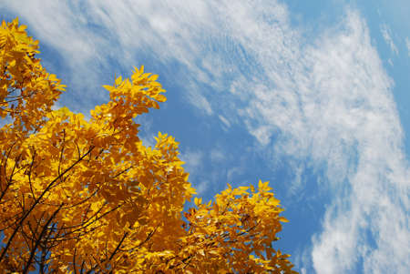 Yellow autumn leaves with blue sky backgroundの写真素材