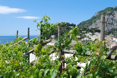 Capri grape vines の写真素材