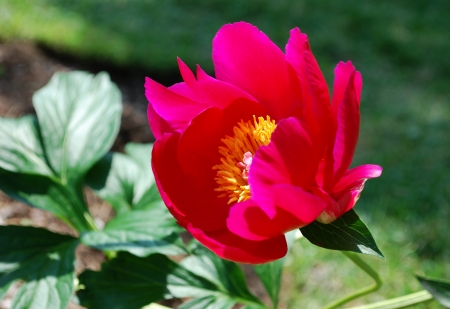 Single red peony flower in spring gardenの写真素材