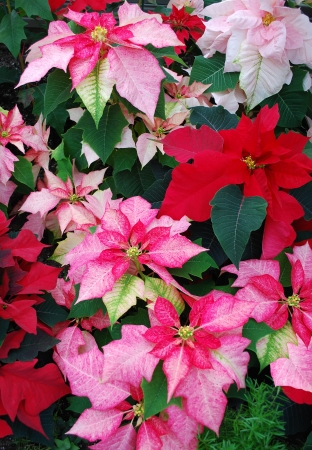 Colorful Poinsettia flowersの写真素材