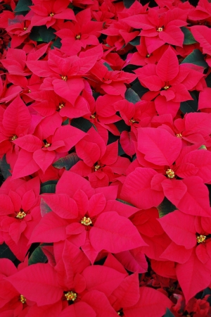 Red Poinsettia background の写真素材