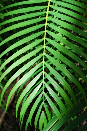 Green palm tree leaf background, Costa Ricaの写真素材