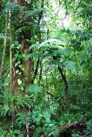 Rainforest plants