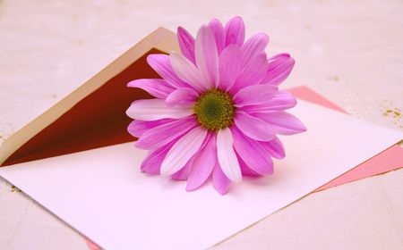 Love letter with a pink daisy
