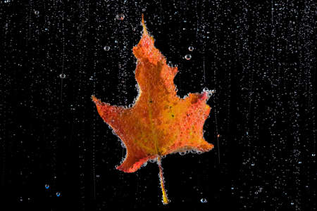 Orange and yellow autumn leaf in a clear, bubbly liquid on a black background.
