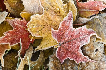 Brightly colored autumn leaves with dusting of frost.の写真素材