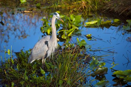 Great Blue Heron at Everglades National Park in Florida.の写真素材