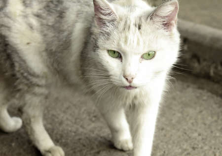 Close up of walking catの写真素材