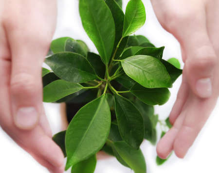 Green plant protected  by hands
