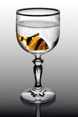 Closeup wine glass with golden fishの写真素材