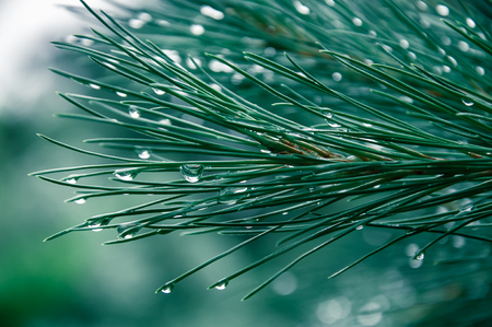 Spruce on the green backgroundの写真素材