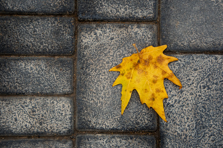 lonely leafの写真素材