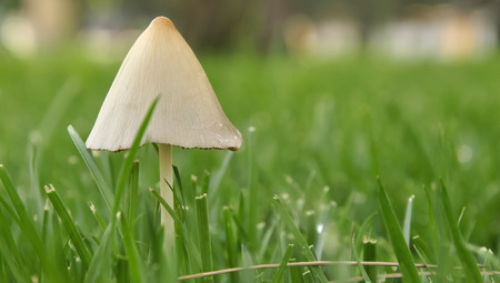 Small Mushroom in grassの写真素材