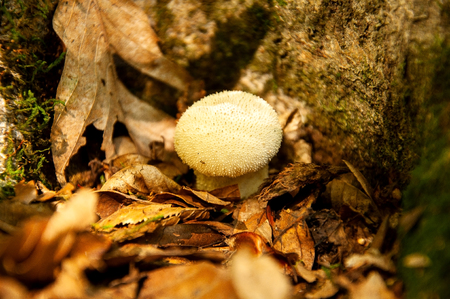 White mushroom in the forestの写真素材