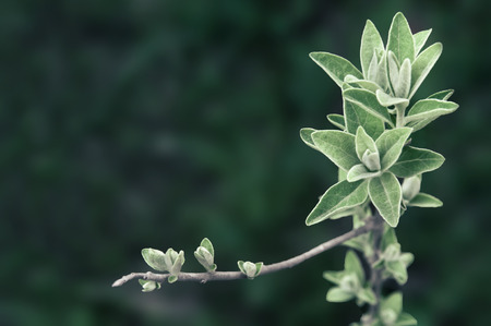White and green leavesの写真素材