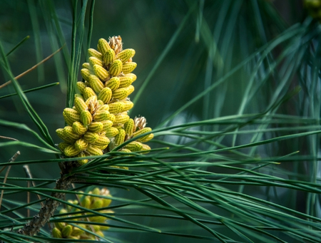 Pine cones and needles on green backgroundの写真素材