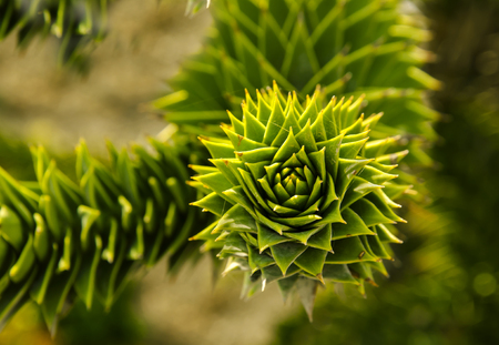 Strange green plantの写真素材