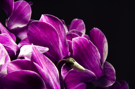 Cyclamen on dark backgroundの写真素材