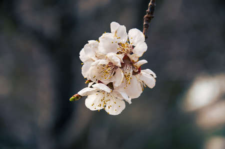 Small white flowers on the dark backgroundの写真素材