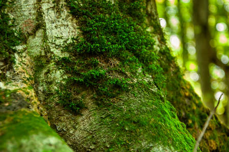 Moss on the tree in the forest