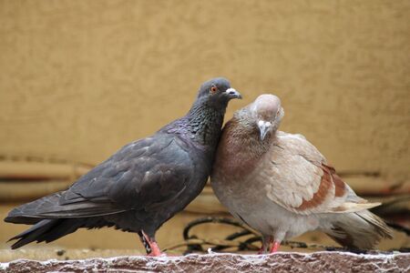 Pigeon bird Loving Carrying each other