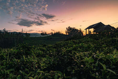 A sunrise view with colorful sky with house silhouette  and tea plantations in foreground