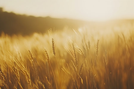Wheat field at sunset. Beautiful Nature Sunset Landscape. Rural Scenery under Shining Sunlight.の素材