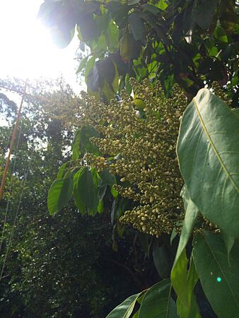 Sunlight