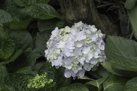 write flower are group. I am close up detailの写真素材