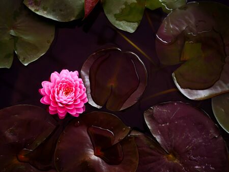 Beautiful pink lotus flowers and their leavesの写真素材