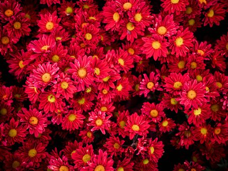 Beautiful Red Yellow Daisy Flowersの写真素材
