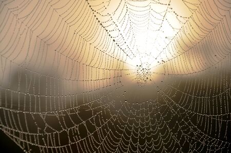 spider web with Dew