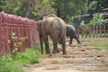 Elephant Camp