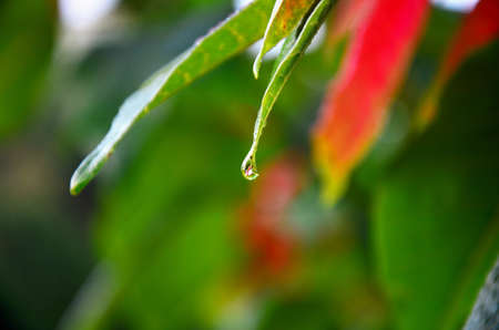 Dew on Leaf