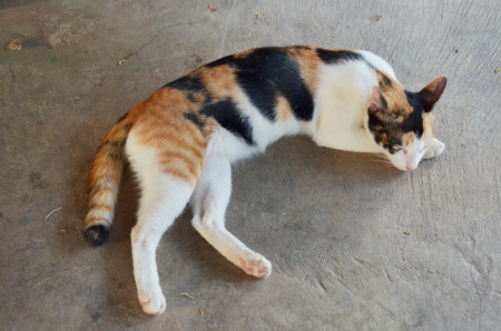 Thai Catの写真素材