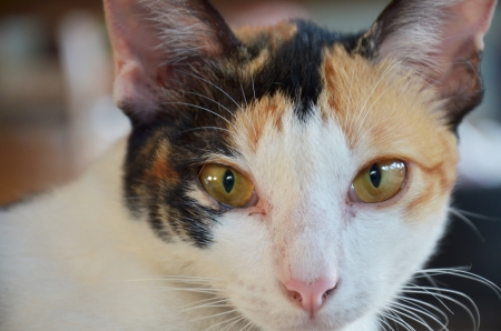 Thai Catの写真素材