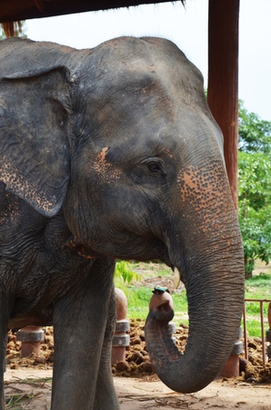 BanTaKlang Elephant Village  Study Center  Surin Thailand
