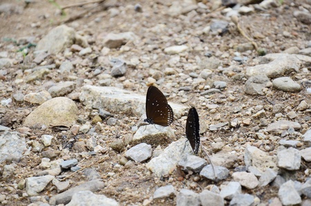 Butterfly at Hot springs pongkrating Ratchaburi Thailandの写真素材