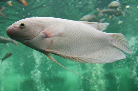  Freshwater fish in aquarium