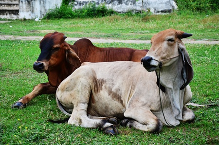 Ox at thailandの写真素材