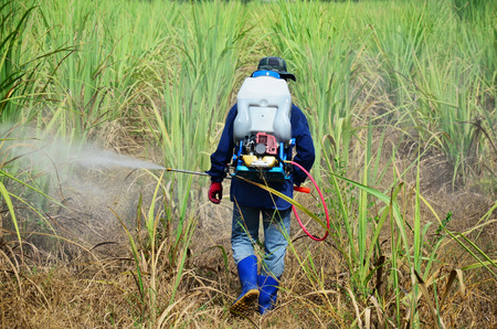 Farmer spraying herbicide on Sugarcane Fieldの写真素材