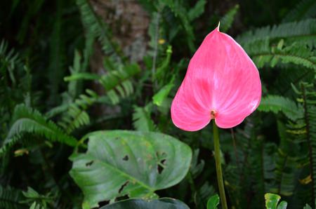 Flamingo Flower or Boy Flower in Forestの写真素材