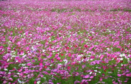 Cosmos Flowers Field at Countryside Nakornratchasrima Thailandの写真素材